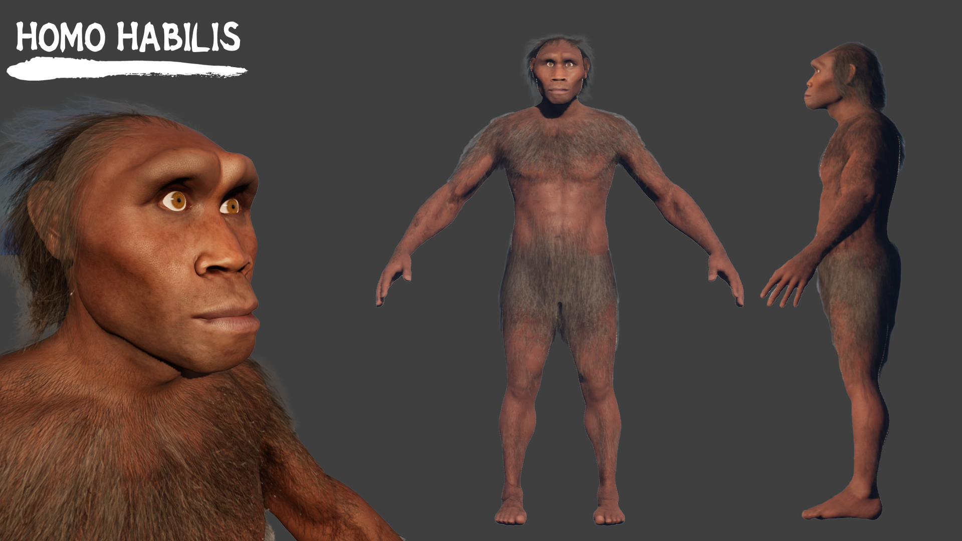 Homo Habilis 3